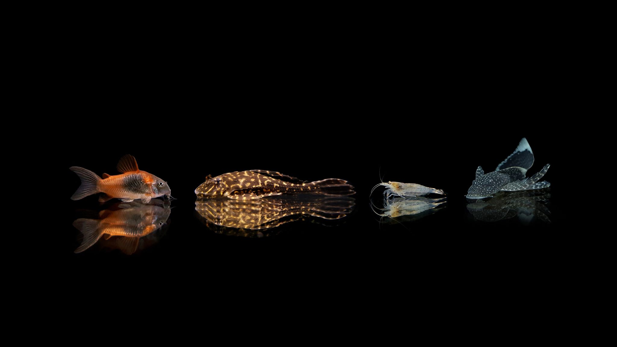 Peces “limpiadores” de acuario: mito, realidad y cuidados correctos