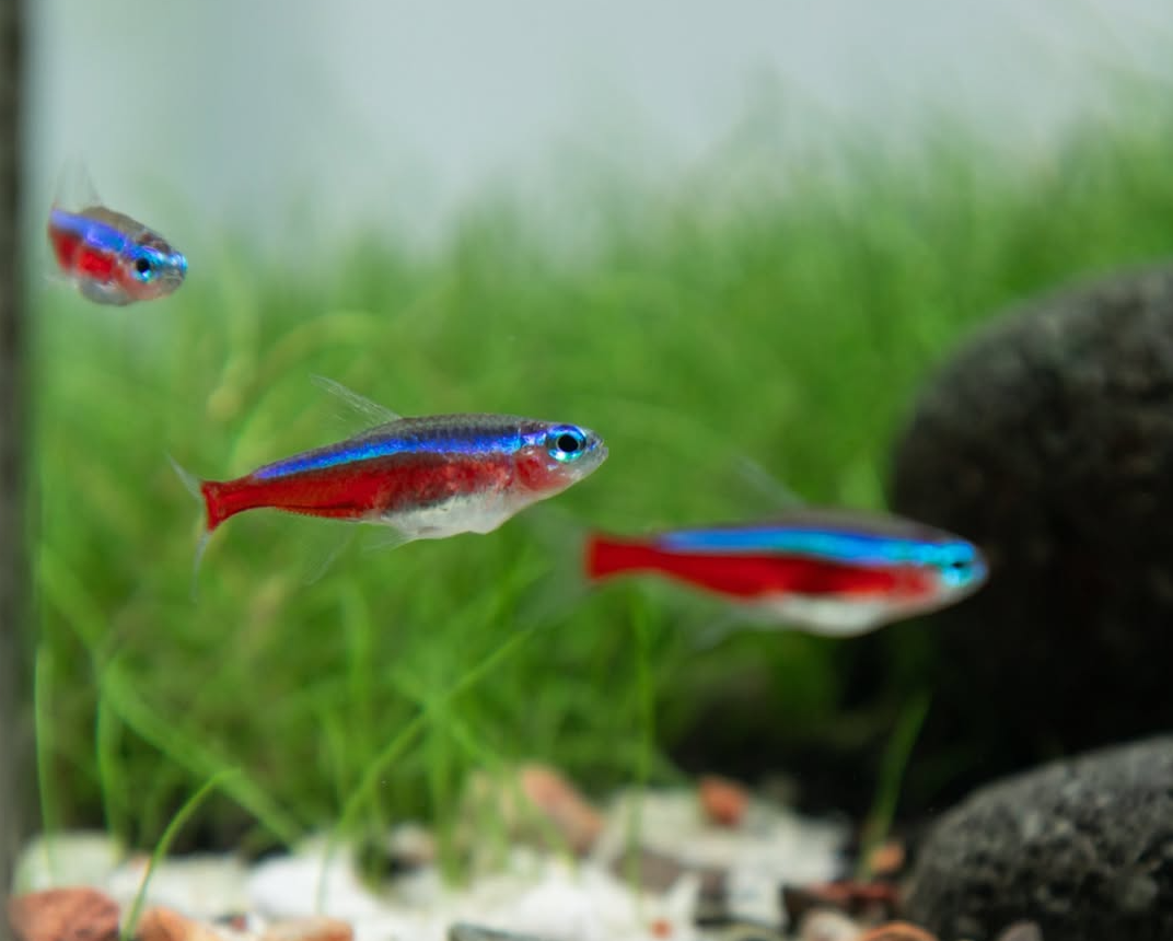 El estrés en peces